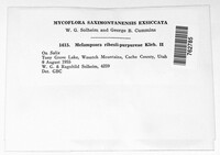 Melampsora epitea var. epitea image